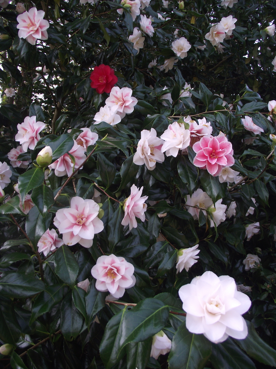 Lady Vansittart